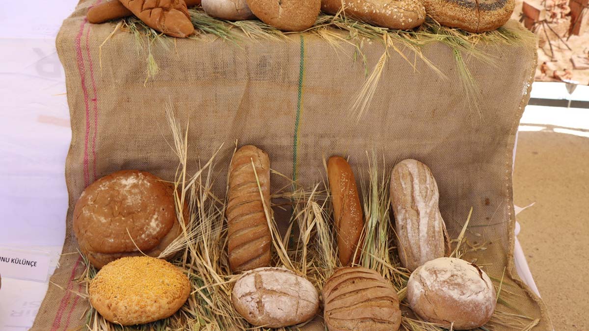 Göbeklitepe'de buğday şenliği