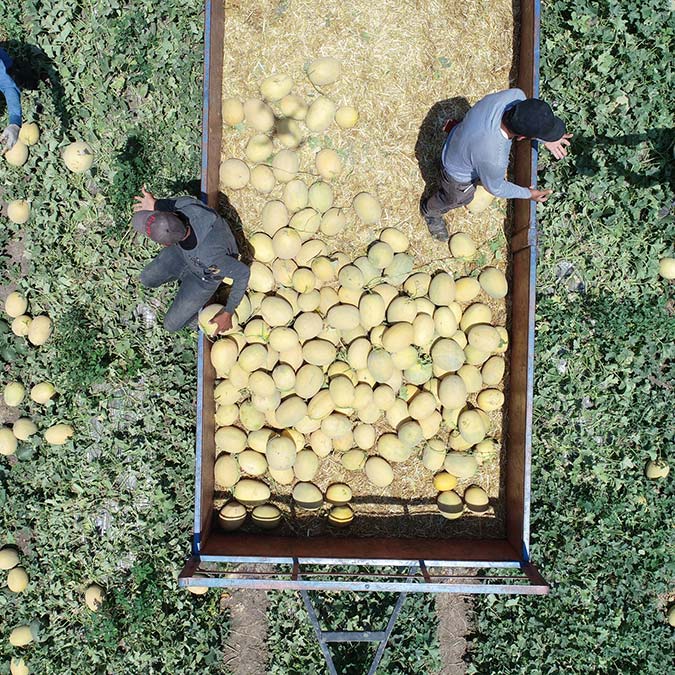 Bu yıl artan girdi maliyetleri nedeniyle önceki seneye göre daha az ekilen kavun tarlada 6 TL markette 2 katı.