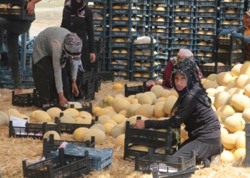 Kavun tarlada 6 TL, markette 2 katı