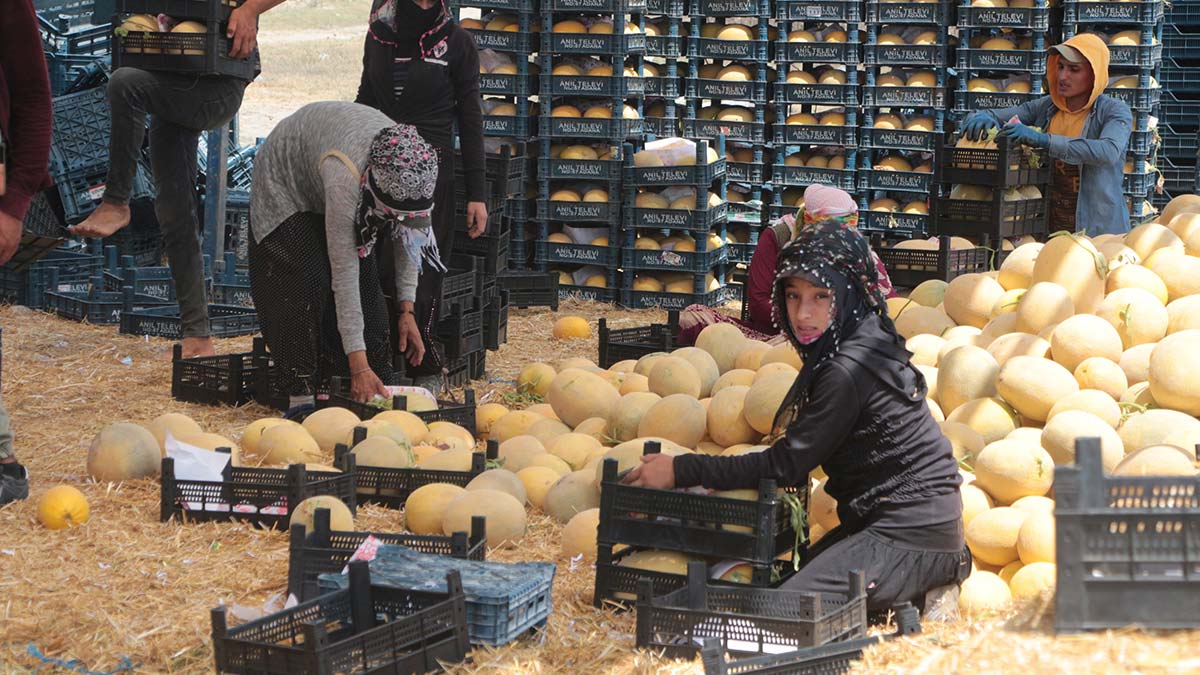 Kavun tarlada 6 TL, markette 2 katı