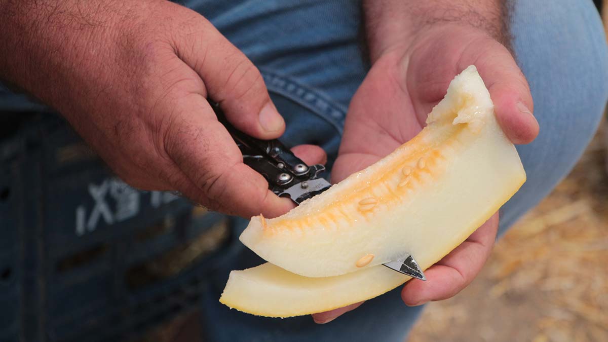 Kavun tarlada 6 TL, markette 2 katı