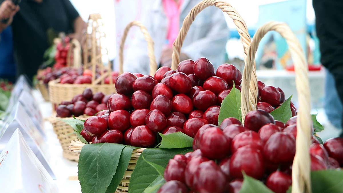 Tekirdağ Uluslararası Kiraz Festivali’nde, kentin en güzel kirazlarını seçmek için 'En Güzel Kiraz Yarışması' düzenlendi. Dereceye girenlere altın hediye edildi.