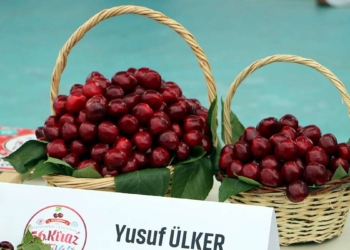 Tekirdağ'da 'En Güzel Kiraz Yarışması' düzenlendi