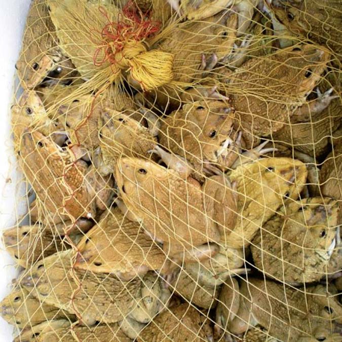 Su kurbağalarının soyu tükeniyor