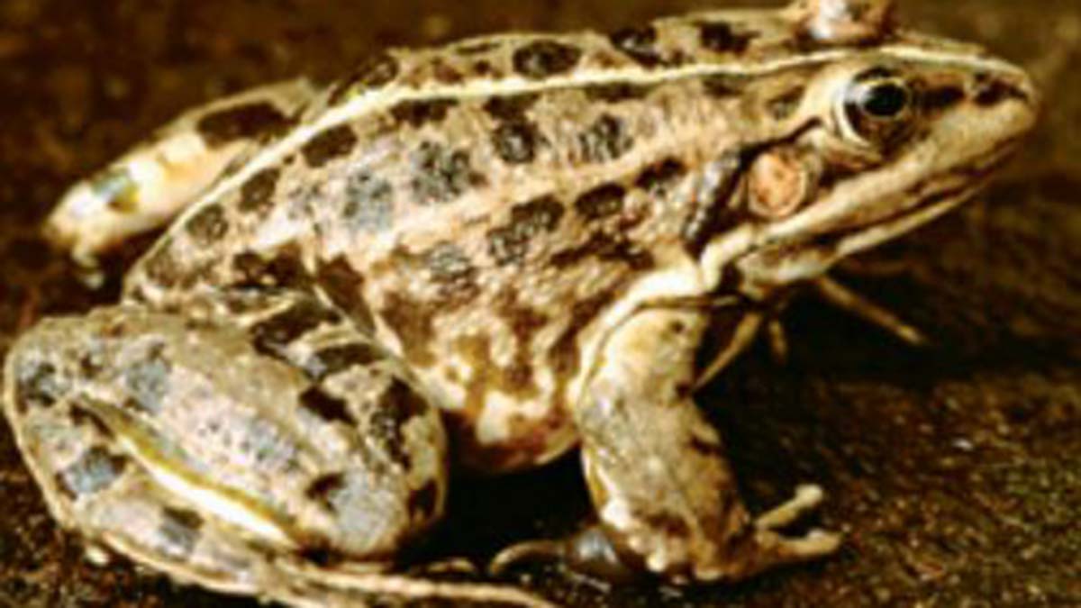 Kar amacı gütmeyen ve doğanın korunması konusunda çalışan iki sivil toplum kuruluşunun hazırlattığı ve dün yayınladığı rapora göre, Avrupa Birliği’ne Türkiye’den ihraç edilen su kurbağalarının soyunun, 2032 yılı itibariyle tükeneceği ön görüldü.