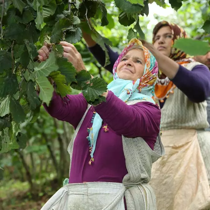 Üreticinin fındıkta beklentisi 45 tl