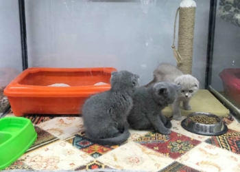 Pet shoplarda hayvan satışında son günler