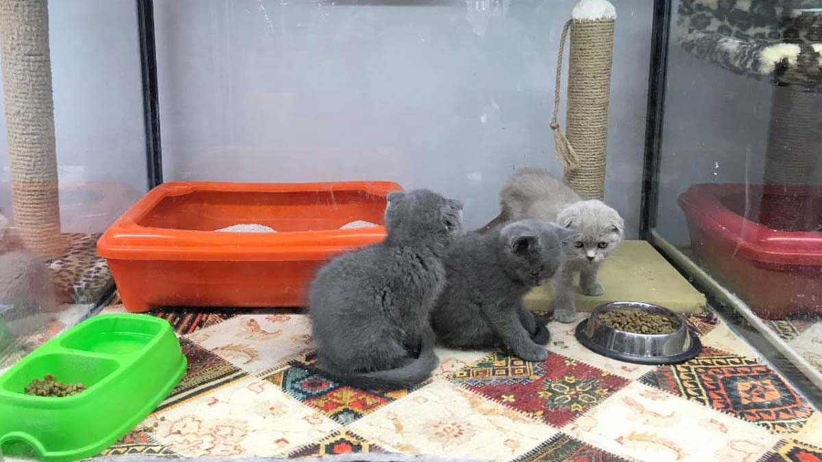 Pet shoplarda hayvan satışında son günler