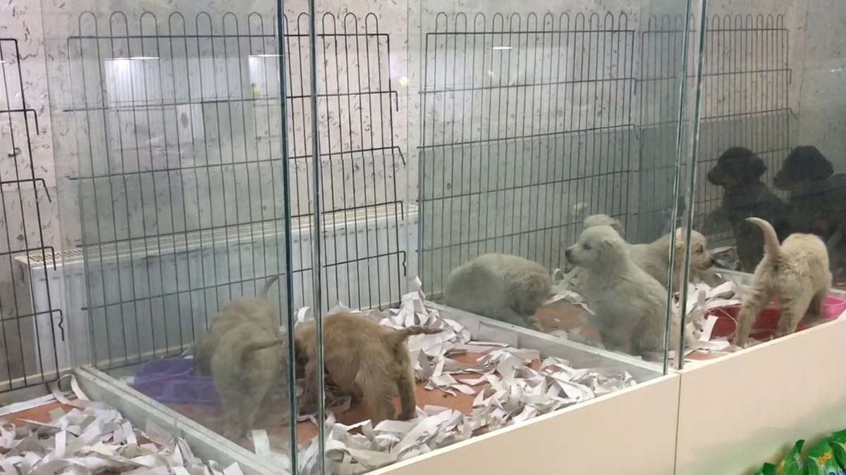 Hayvanları Koruma Kanunu'nun yürürlüğe girmesiyle pet shoplarda hayvan satışı yapılması 14 Temmuz 2022'den itibaren yasaklanacak.