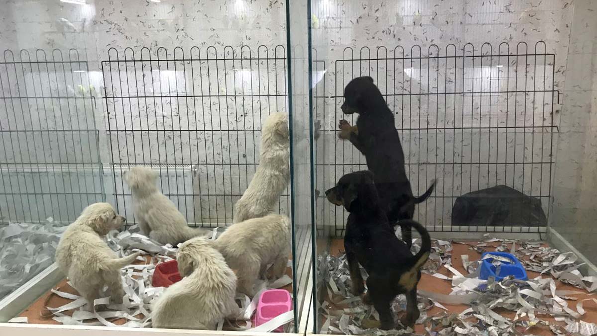 Hayvanları Koruma Kanunu'nun yürürlüğe girmesiyle pet shoplarda hayvan satışı yapılması 14 Temmuz 2022'den itibaren yasaklanacak.