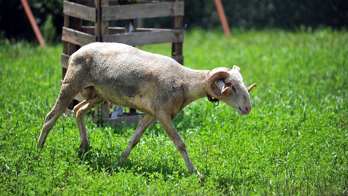 Bursa'da Hayvan Hakları Federasyonu (HAYTAP) görevlisi veteriner hekimlerce ormanda yaralı bulunan koç, Emekli Hayvanlar Çiftliği'ne getirilip ameliyat edildi.