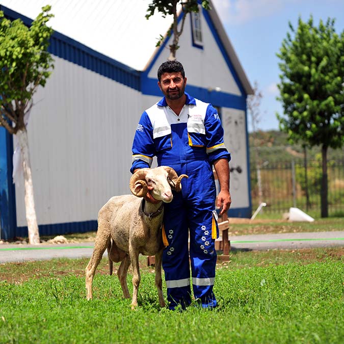 Ormanda yaralı bulunan koç ameliyat edildi