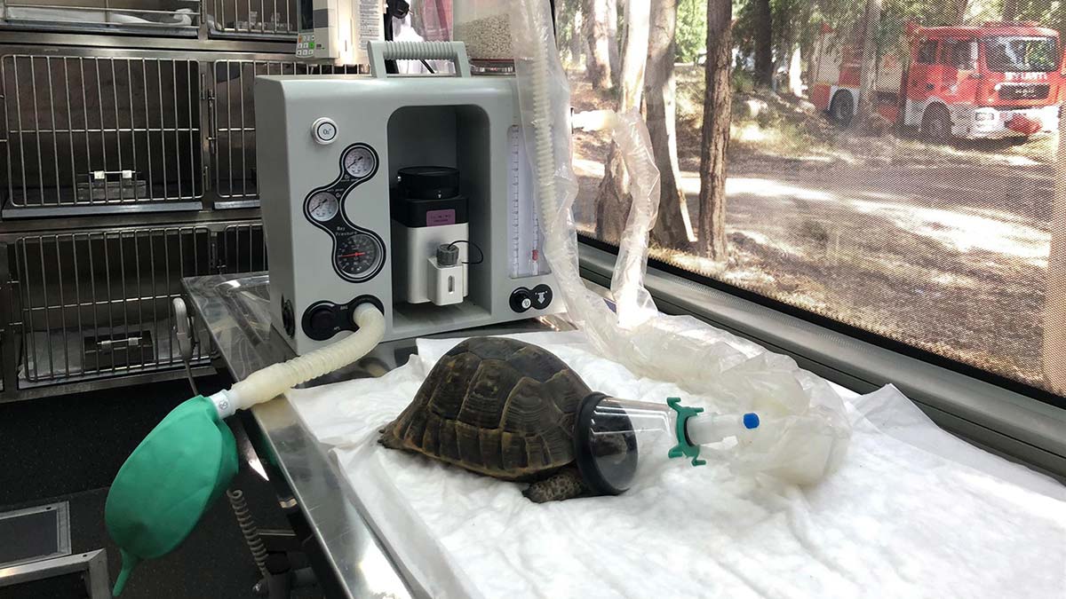 Yangında zehirlenen kaplumbağa hayata döndü