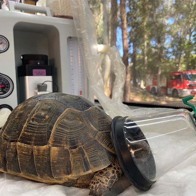 Yangında zehirlenen kaplumbağa hayata döndü