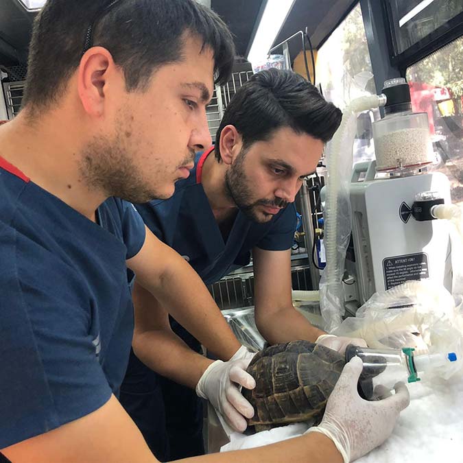 Balıkesir Büyükşehir Belediyesi VETBÜS ve VETBULANS’ı veterinerleri Marmaris’teki orman yangının olduğu bölgeye gitti. Ekipler, yangında zehirlenen kaplumbağayı oksijen tedavisi ile yeniden hayata döndürdü.