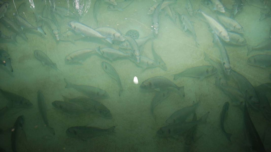 Yavru balıkların iskelet deformasyon sorunu araştırılıyor