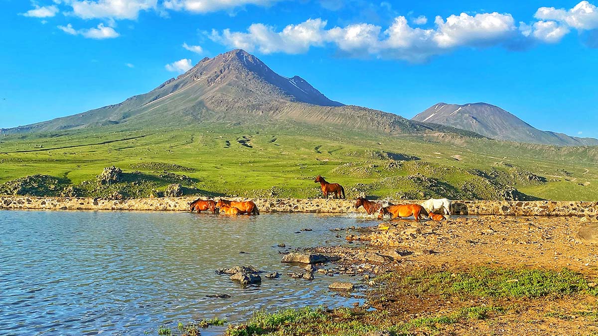 Yılkı atları Hasan Dağı eteklerinde