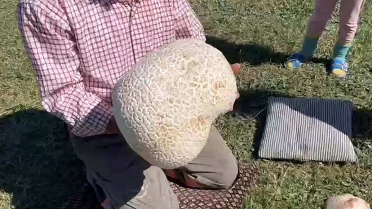 1900 rakımlı arazide 15 kiloluk dev mantar buldu