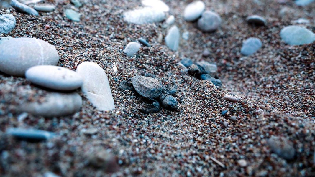 3 deniz kaplumbağası denizle buluştu