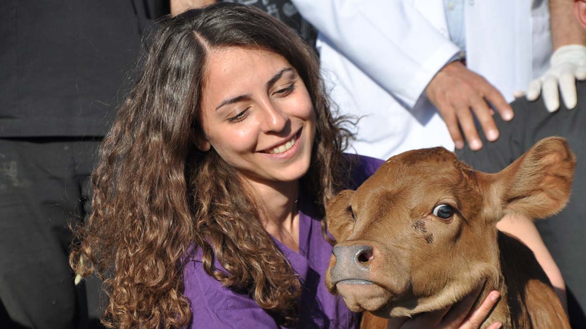 ABD'den gelen embriyolardan ilk buzağılar doğdu