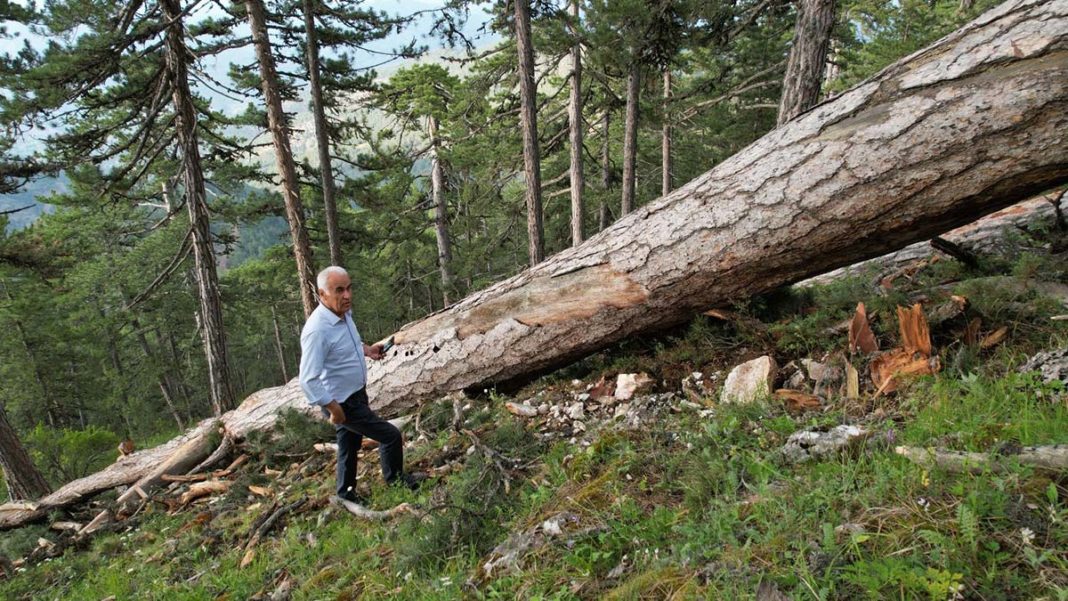 AK Parti'li Ceylan'dan 'anıt ağaç' kesimi tepkisi