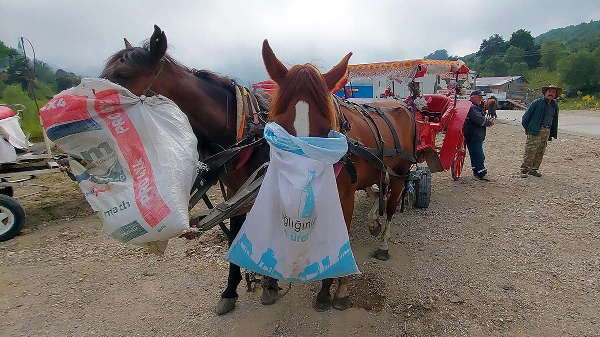 Abant Milli Parkı'nda fayton yasaklandı