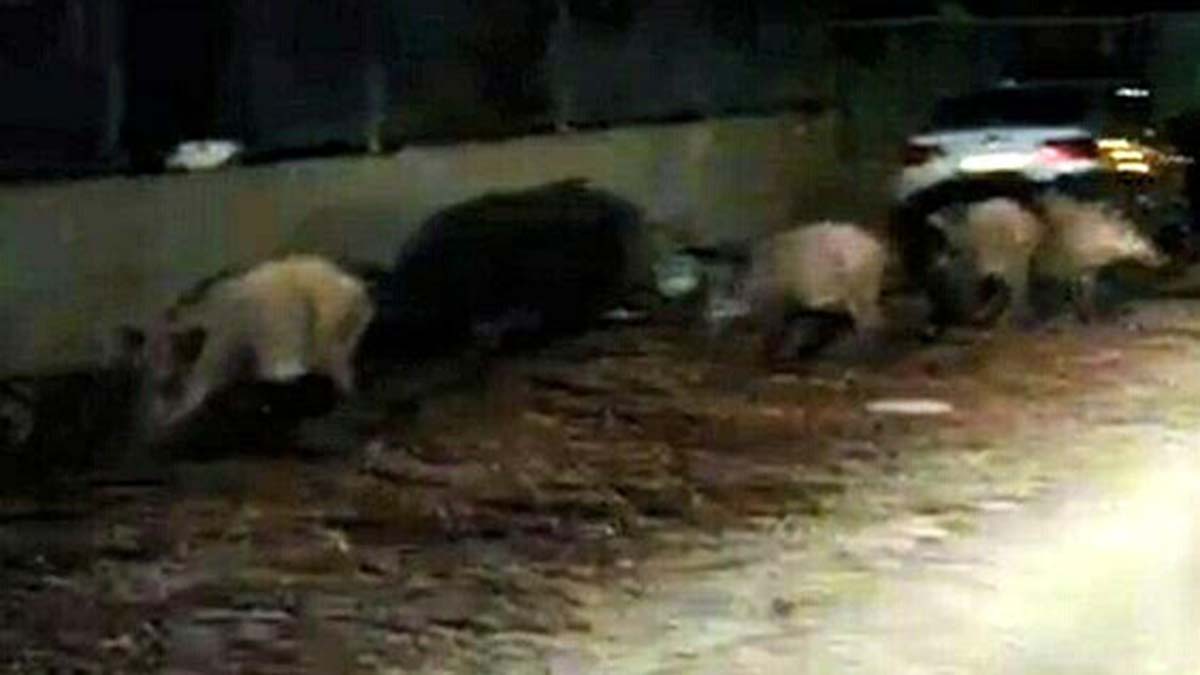 Aç kalan yaban domuzları Altınoluk'a indi