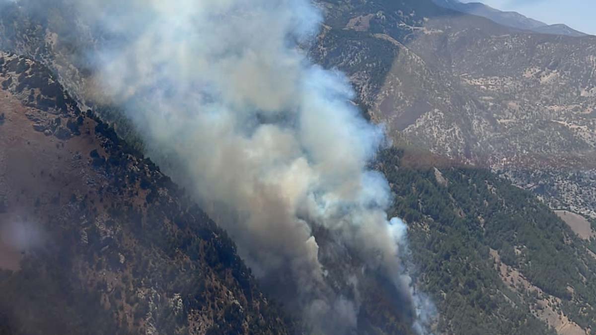Adana'nın ilçesi Kozan'da orman yangını
