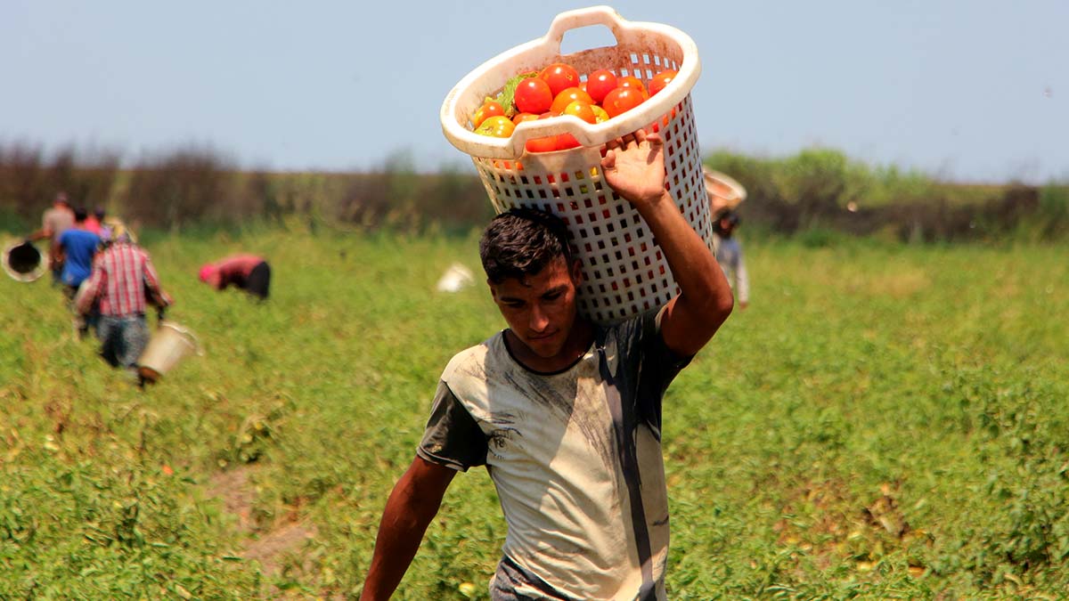 Adanada yerli domates hasadi sona erdi 1 - yerel haberler - haberton