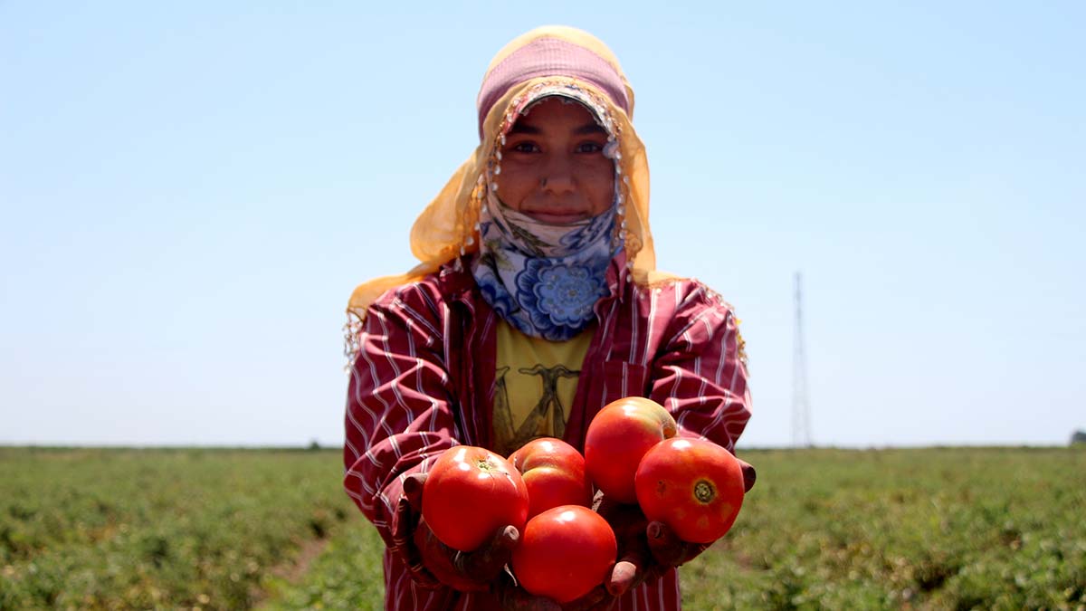 Adana'da yerli domates hasadı sona erdi