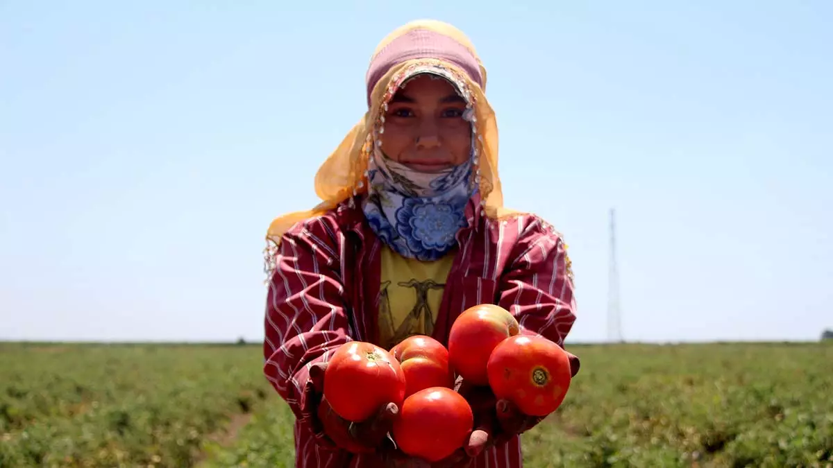 Adana'da yerli domates hasadı sona erdi