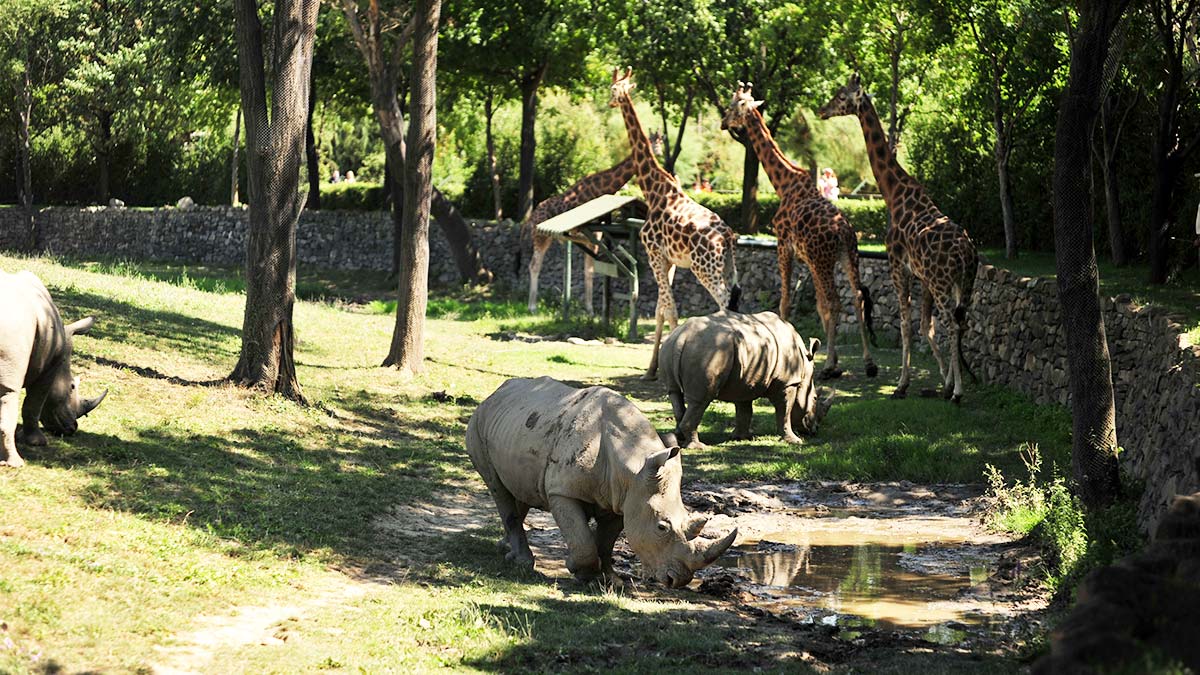 Afrika savana alanına 3 beyaz gergedan eklendi