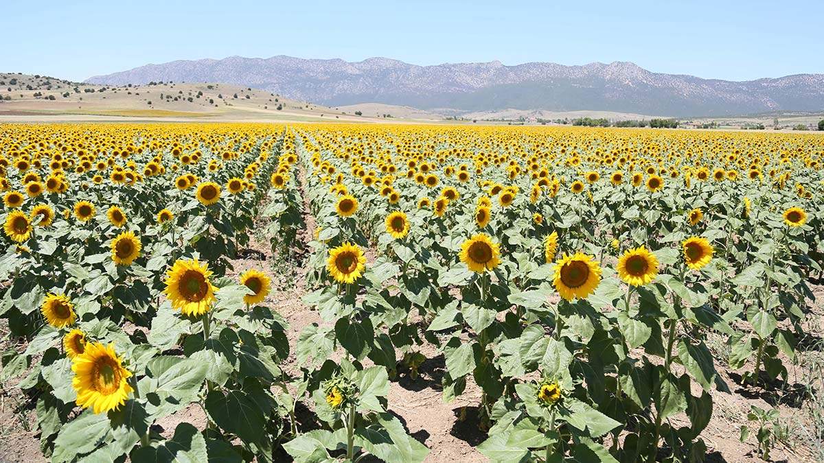 Akçaköy'de ayçiçeği devrimi başladı