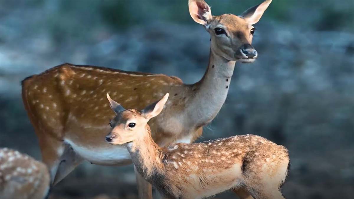 Alageyik sayısında rekor artış