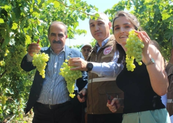 Alaşehir'de erkence üzüm ihracatı başladı