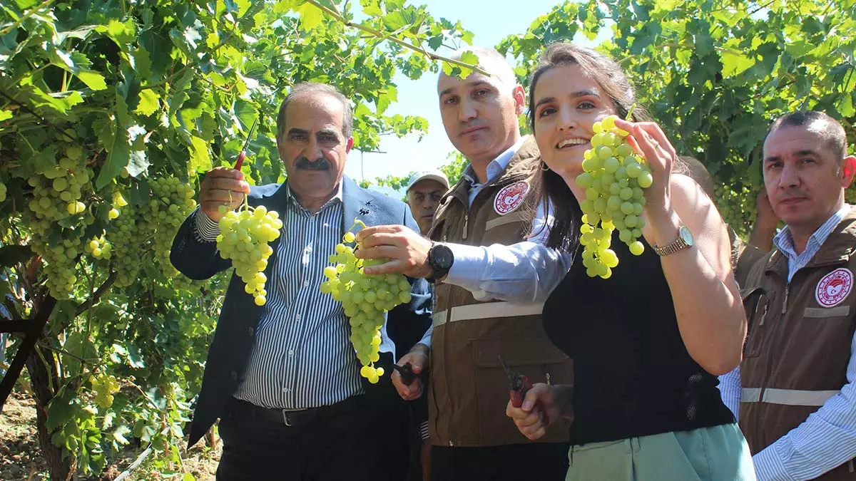 Alaşehir'de erkence üzüm ihracatı başladı