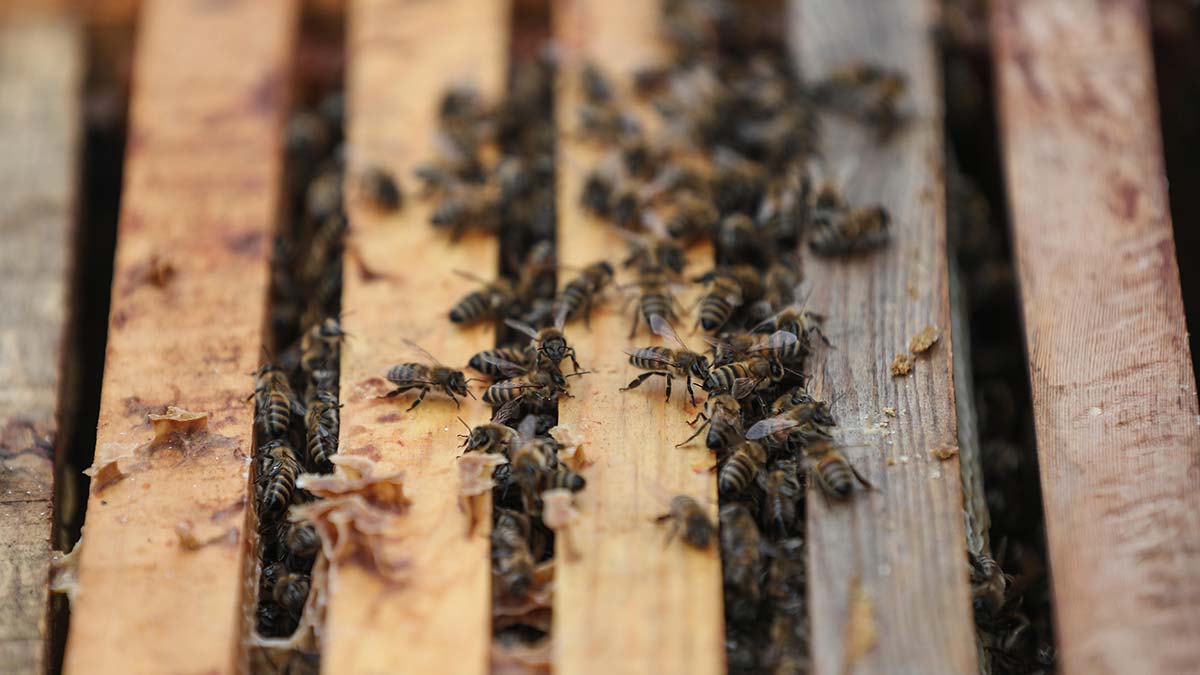 'Arılar yok olursa ana besin zinciri bozulabilir'