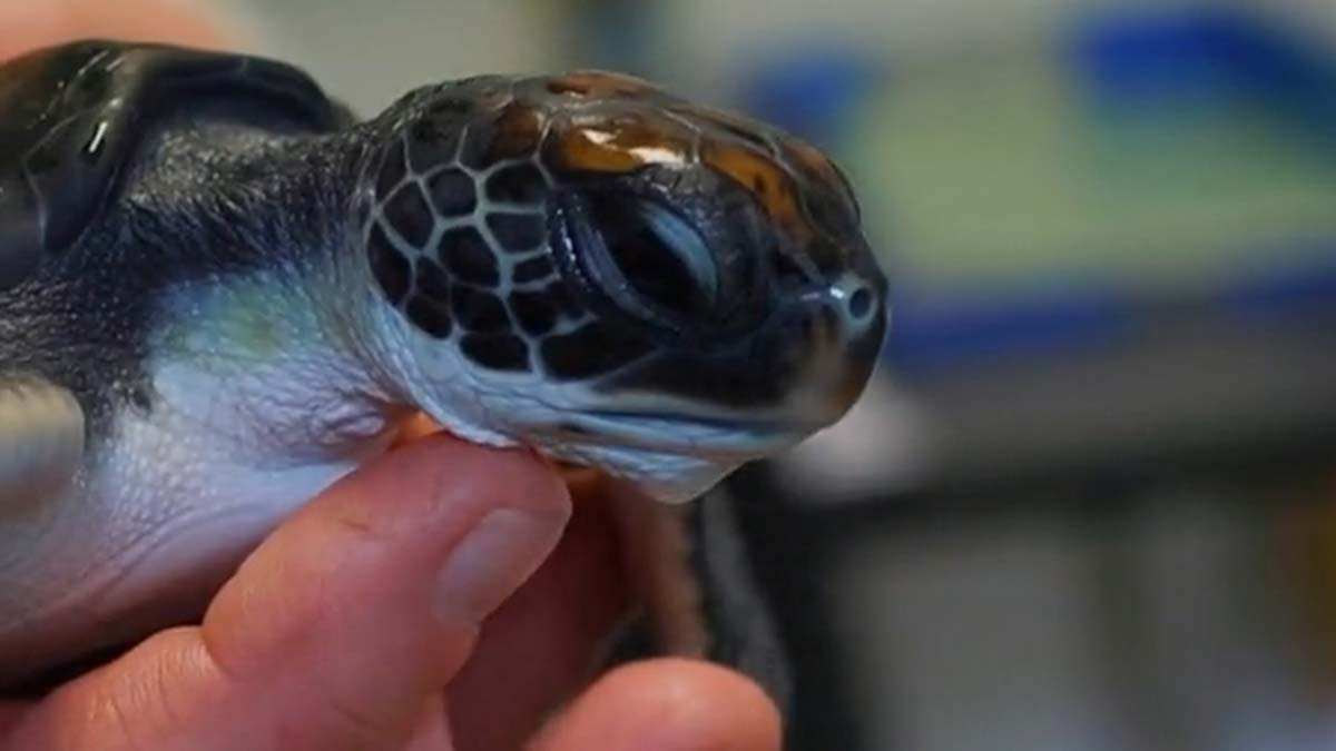 Avustralya'da kaplumbağanın midesi plastik dolu