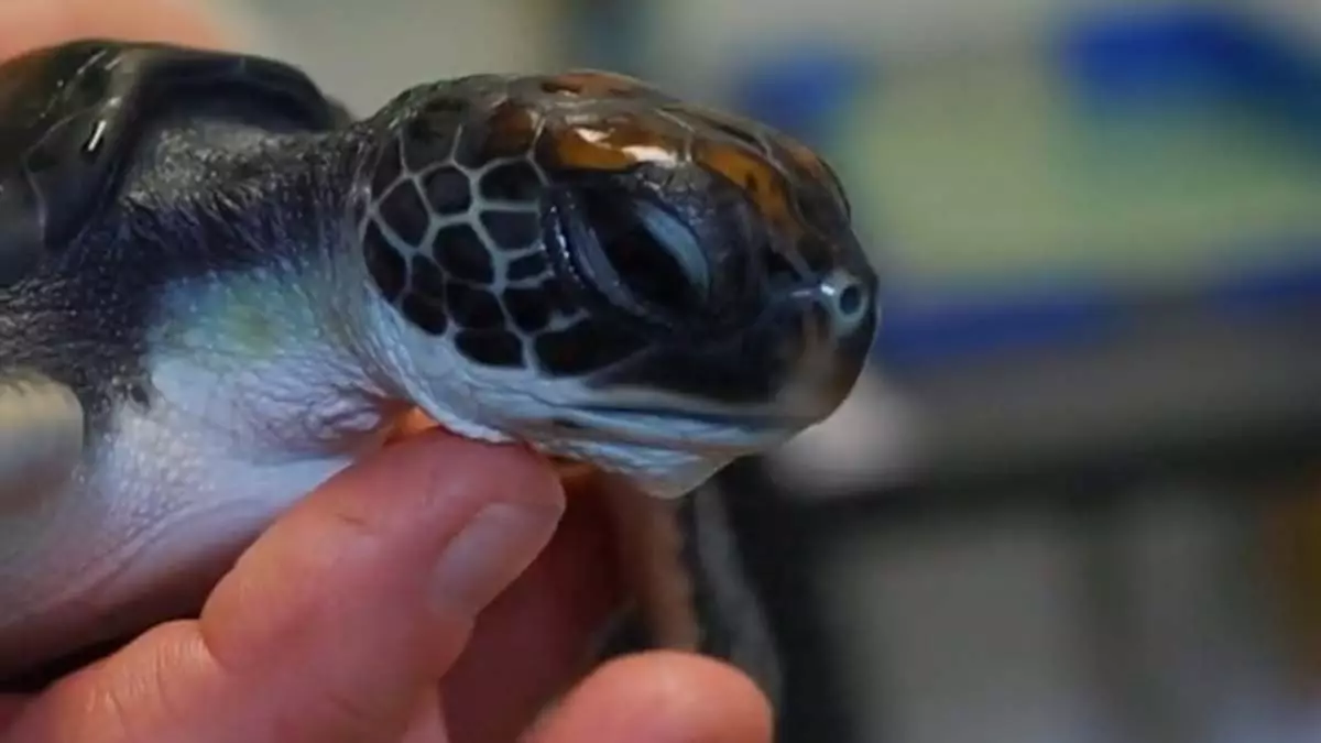 Avustralya'da kaplumbağanın midesi plastik dolu