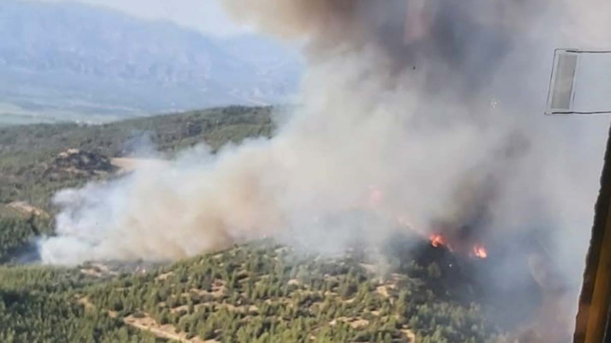 Aydın'da orman yangını