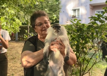 Bağcılar'da maymun şaşkınlığı