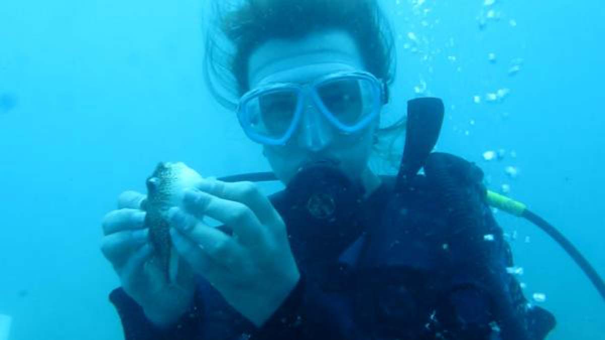 Balon balıkları besin için dalgıçları takip ediyor