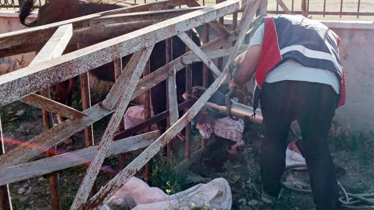 Başı korkuluklara sıkışan düveyi itfaiye kurtardı