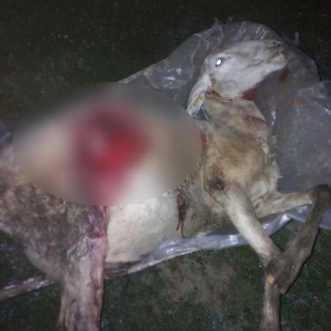 Basibos kopekler 2 koyunu oldurdu 6si yaralandi 1 - yaşam - haberton