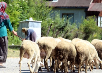Başıboş köpekler 2 koyunu öldürdü, 6'sı yaralandı