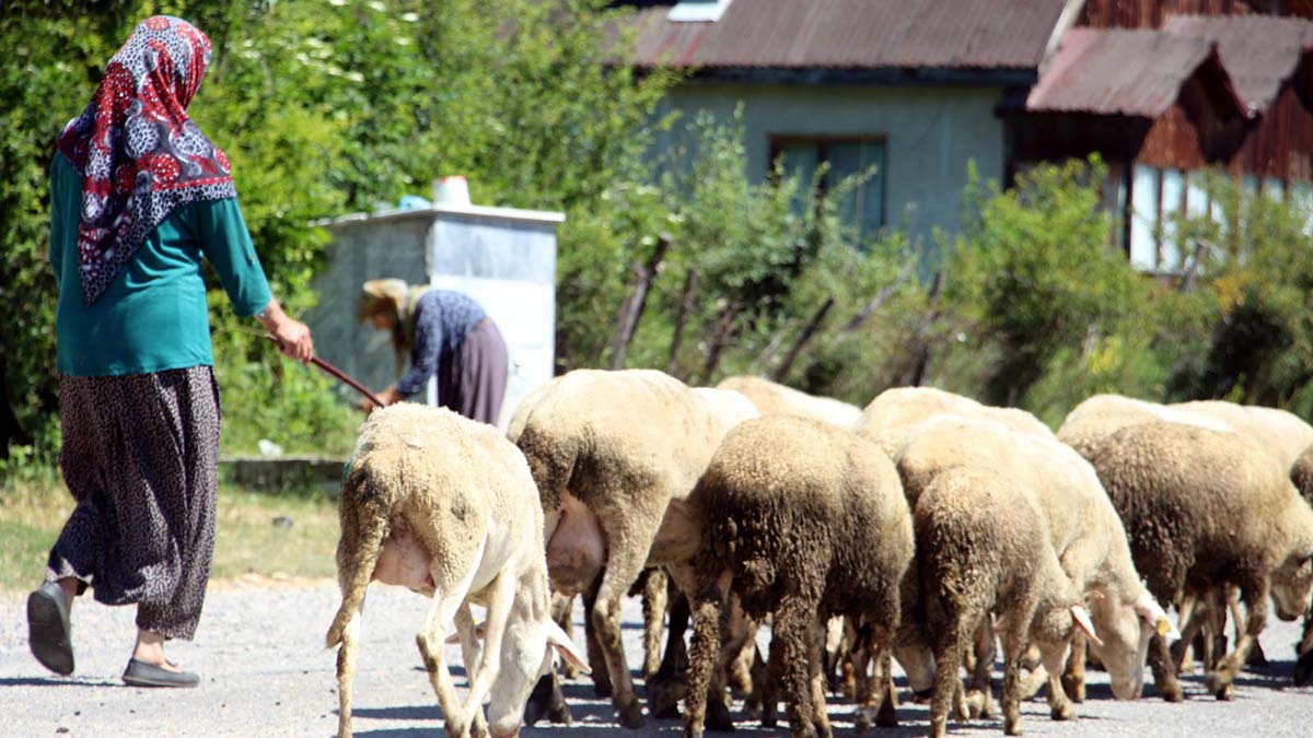 Başıboş köpekler 2 koyunu öldürdü, 6'sı yaralandı