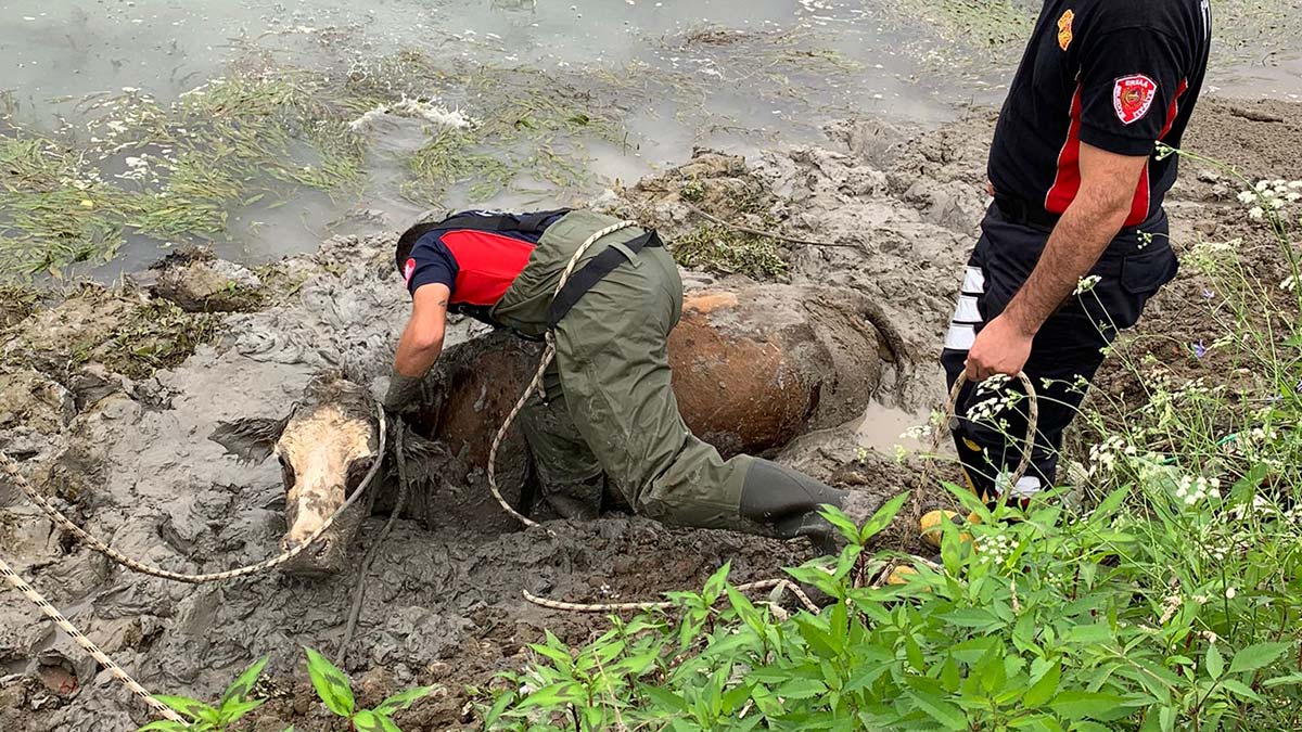 Bataklığa saplanan inek halatla kurtarıldı