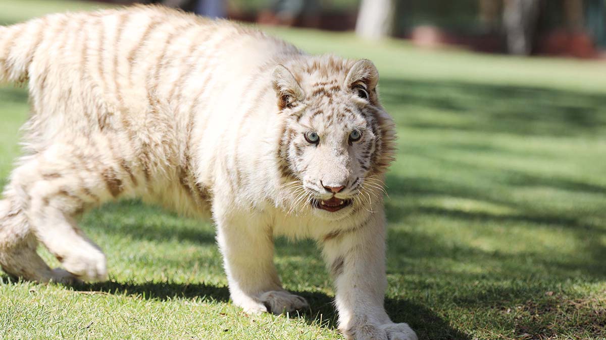 Bengal kaplanı 'Kartopu' ziyaretçilerin gözdesi