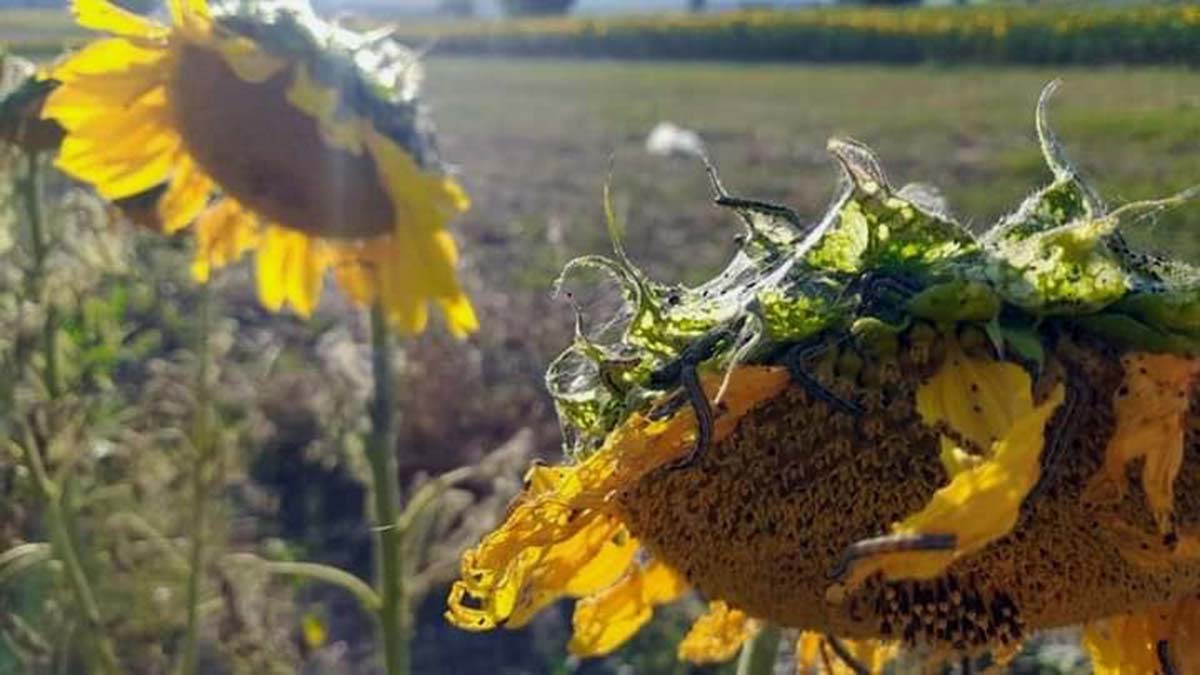 Bursa'da da çiftçilerin çayır tırtılı zararı