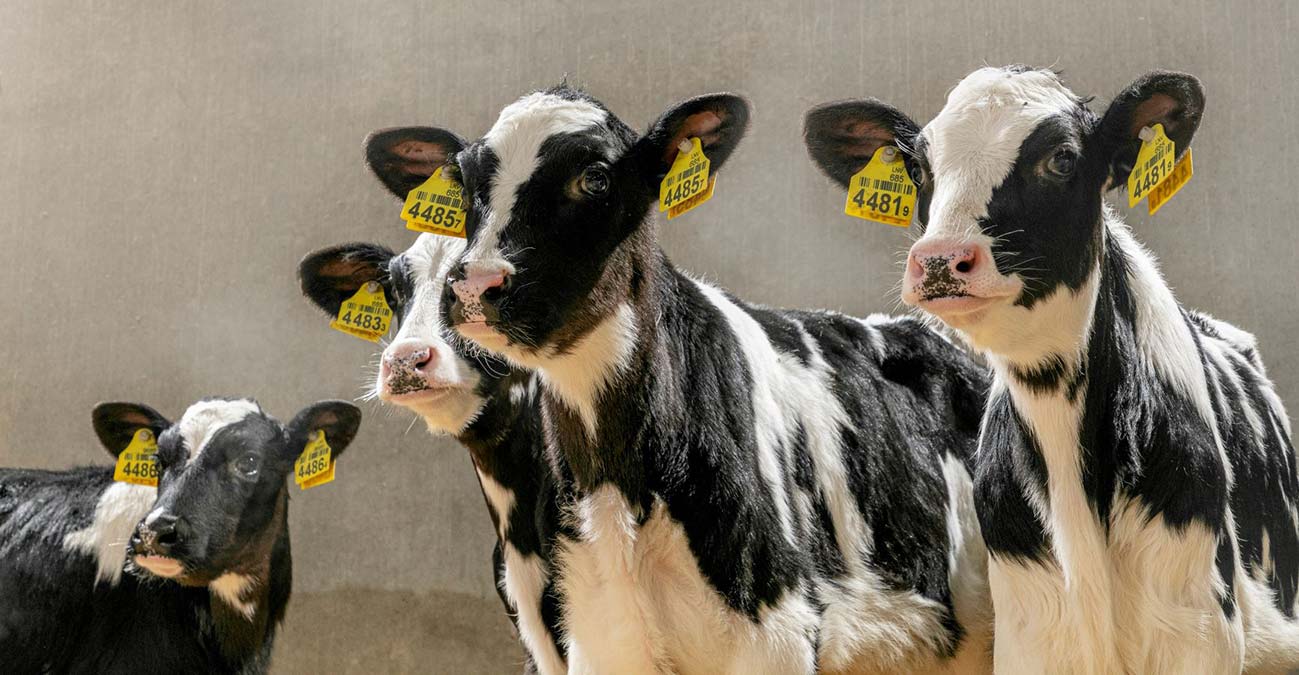 Buzağı ölümlerinin önüne geçebilmek mümkün